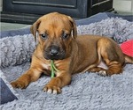 Puppy Puppy 6 Rhodesian Ridgeback