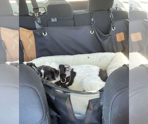 Rza - Female Mutt Dog for Adoption - Photo #7