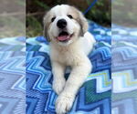 Small #1 Great Pyrenees