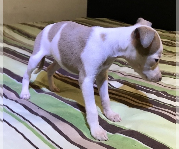 Medium Photo #8 Italian Greyhound Puppy For Sale in BROOKLYN, NY, USA