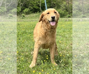 Mother of the Golden Retriever puppies born on 08/17/2025