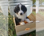Small Photo #48 Australian Shepherd Puppy For Sale in RUSSELL, IA, USA