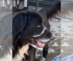 Small #1 Great Pyrenees Mix