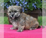 Small Photo #1 Mal-Shi Puppy For Sale in NARVON, PA, USA