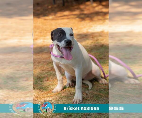 Medium Photo #2 American Bulldog-Unknown Mix Puppy For Sale in Mobile, AL, USA