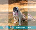 Small #1 American Bulldog Mix