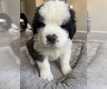 Small Photo #1 Saint Bernard Puppy For Sale in ARLINGTON, IN, USA