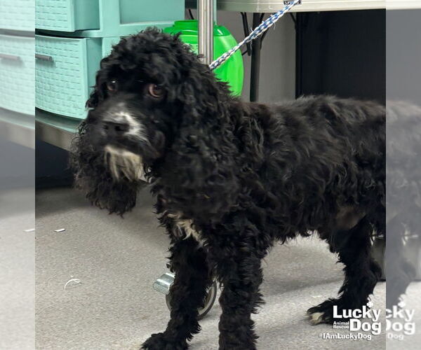 Medium Photo #2 Cocker Spaniel-Unknown Mix Puppy For Sale in Washington, DC, USA