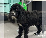 Small #1 Cocker Spaniel Mix