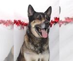 Small Akita-German Shepherd Dog Mix