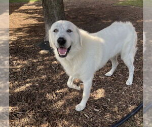 Great Pyrenees-Unknown Mix Dogs for adoption in Plano, TX, USA