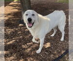 Small Great Pyrenees Mix
