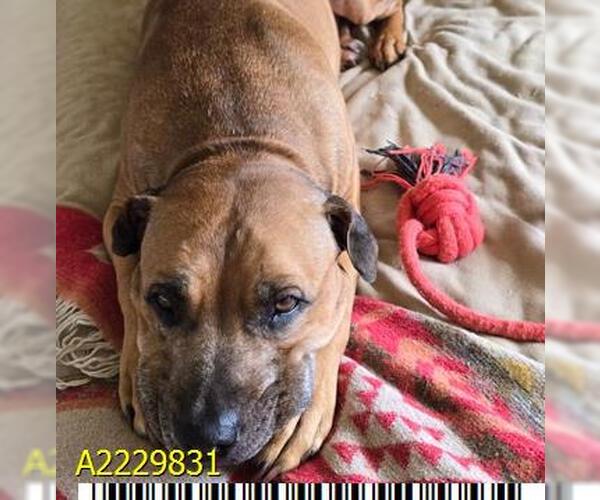 Medium Photo #3 American Pit Bull Terrier Puppy For Sale in West Palm Beach, FL, USA