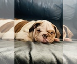 Small Photo #1 Bulldog Puppy For Sale in PORTERVILLE, CA, USA
