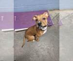 Small #1 Bullboxer Pit
