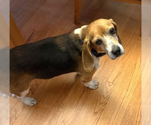 Medium Photo #13 Beagle Puppy For Sale in Dunnellon, FL, USA