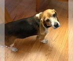 Small #12 Beagle