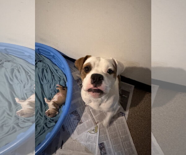 Medium Photo #6 Olde Bulldog Puppy For Sale in Sanford, FL, USA