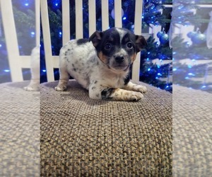 Australian Cattle Dog-Jack Russell Terrier Mix Puppy for sale in GOSHEN, IN, USA