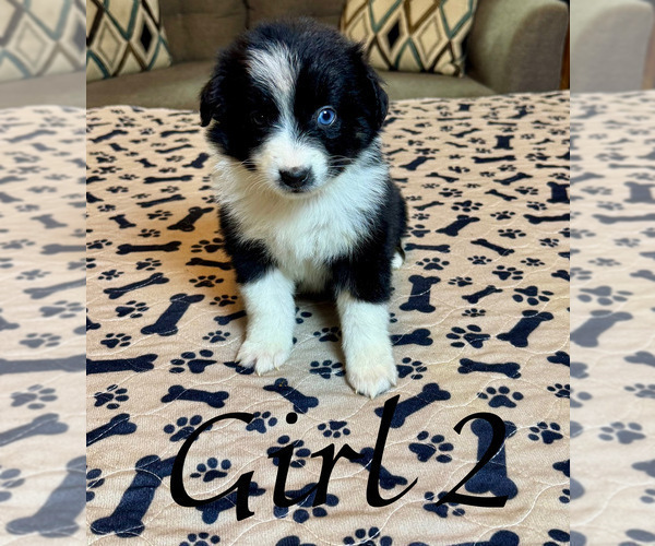 Medium Photo #77 Miniature Australian Shepherd Puppy For Sale in SALISBURY, NC, USA