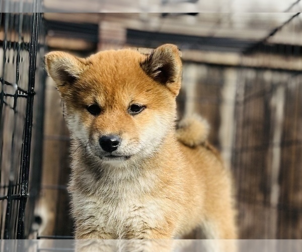 Medium Photo #52 Shiba Inu Puppy For Sale in FREMONT, CA, USA