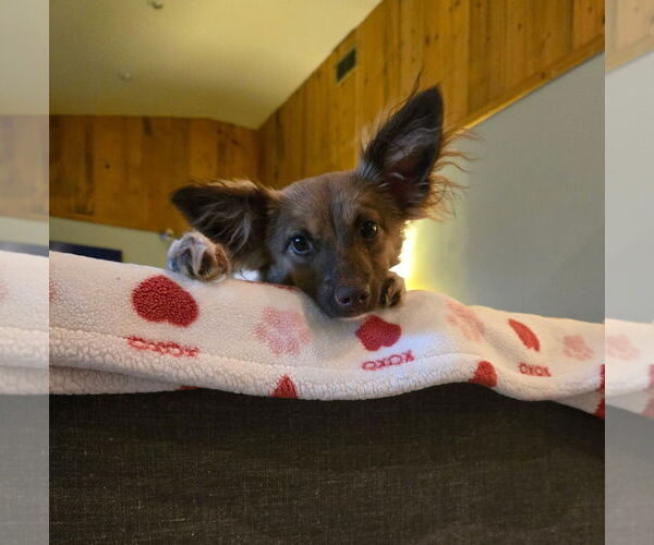 Medium Photo #3 Italian Papihound Puppy For Sale in Davis, CA, USA