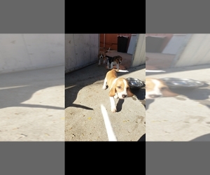 Beagle Puppy for Sale in BALDWIN PARK, California USA