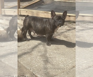 Mother of the French Bulldog puppies born on 05/02/2022