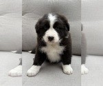 Small #3 Australian Shepherd