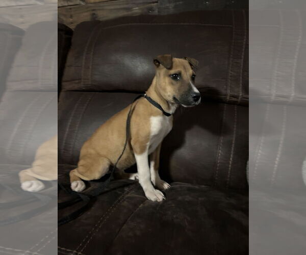 Medium Photo #10 Mutt Puppy For Sale in Holly Springs, NC, USA