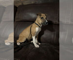 Elektra - Female Mutt Dog for Adoption - Photo #10