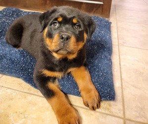 Rottweiler Puppy for sale in CLEVELAND, TX, USA