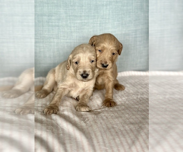 Medium Photo #1 Goldendoodle mix (+ Poodle Standard) Puppy For Sale in NEWVILLE, AL, USA