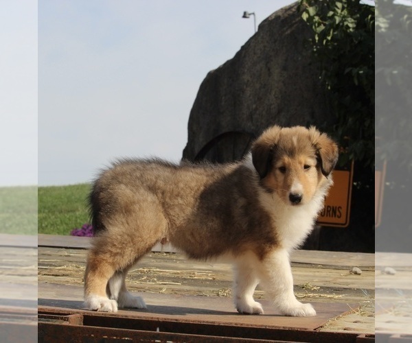 Medium Photo #3 Collie Puppy For Sale in FREDERICKSBURG, OH, USA