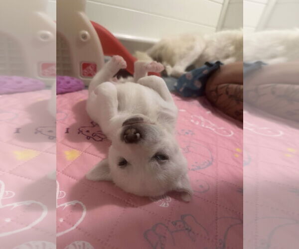 Medium Photo #18 Great Pyrenees-Unknown Mix Puppy For Sale in Houston, TX, USA