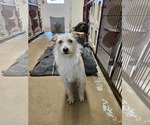 Small Mutt