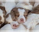 Small Brittany
