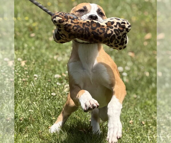 Medium Photo #2 Mutt Puppy For Sale in Yardley, PA, USA