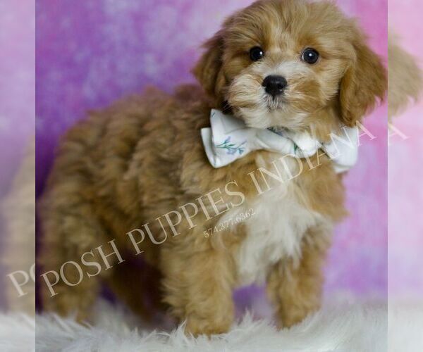 Medium Photo #1 Goldendoodle (Miniature) Puppy For Sale in WARSAW, IN, USA