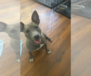 American Pit Bull Terrier-Unknown Mix Dogs for adoption in Holly Springs, NC, USA