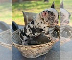 Small Photo #4 French Bulldog Puppy For Sale in PEARLAND, TX, USA