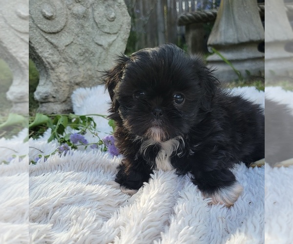 Medium Photo #18 Shih Tzu Puppy For Sale in BRANDON, FL, USA