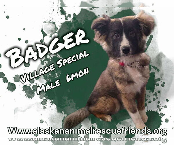 Medium Photo #1 Huskies -Spaniel Mix Puppy For Sale in Anchorage, AK, USA
