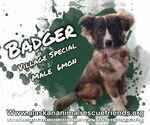 Small Huskies -Spaniel Mix