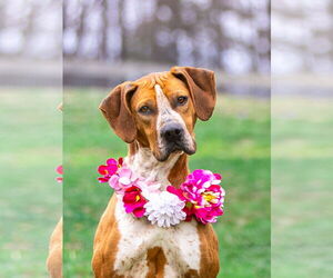 Medium Coonhound Mix