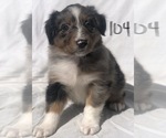 Small Photo #27 Australian Shepherd Puppy For Sale in SUNNYVALE, CA, USA