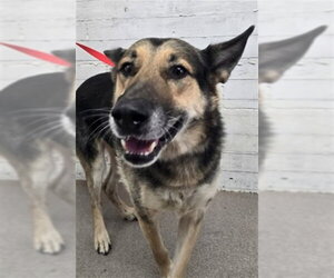 German Shepherd Dog Dogs for adoption in San Bernardino, CA, USA