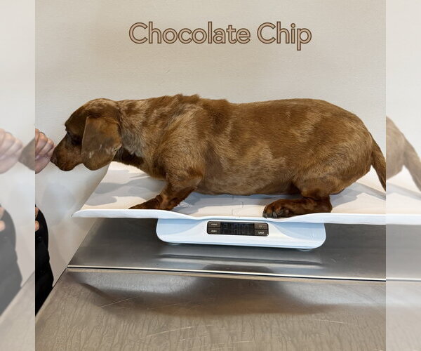 Medium Photo #5 Dachshund Puppy For Sale in San Antonio, TX, USA
