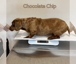 Small #4 Dachshund