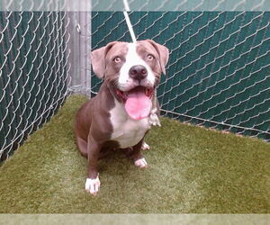 Mutt Dogs for adoption in Downey, CA, USA